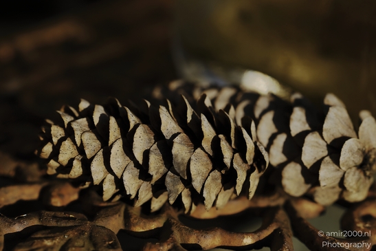 Pine_cone_scales_in_warm_light_with_soft_shadows_Flower_Photography_macro_Photography_Canon_EOS_R5_Mark_II_2025_001.JPG