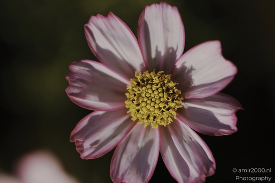 Pink_And_Yellow_Cosmos_Flower_Closeup_Flower_Photography_macro_Photography_Canon_EOS_R5_Mark_II_2025_001.JPG