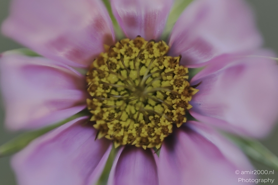 Pink_And_Yellow_Cosmos_Flower_Closeup_Flower_Photography_macro_Photography_Canon_EOS_R5_Mark_II_2025_003.JPG