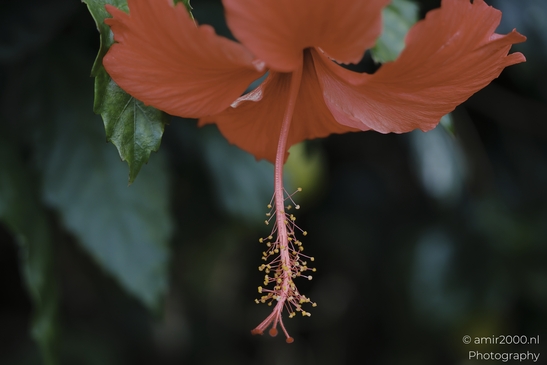 A detailed pink Hibiscus flower with its stamen in focus. - image from year 2025 #002