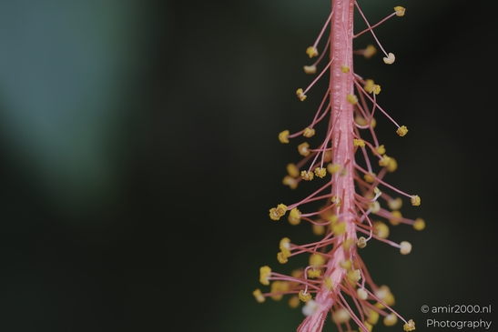 A macro close-up is shown in close-up focus with shallow depth separation in the background. - image from year 2025 #004
