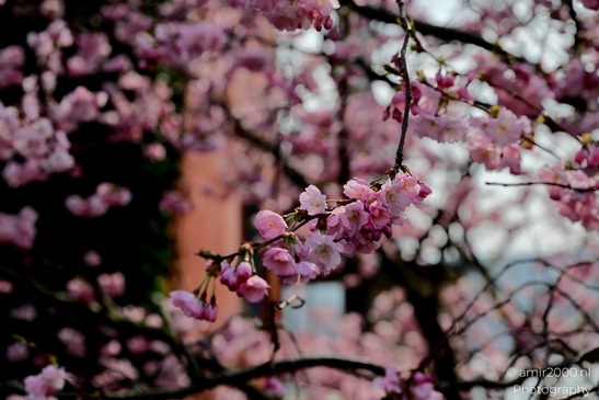 Pink_blossoms_of_the_iconic_ornamental_cherry_trees_Flower_Photography_Macro_Photography_Canon_EOS_R5_Mark_II_2025_001.JPG