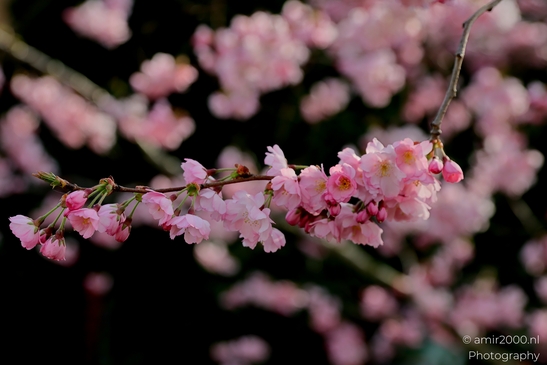 Pink_blossoms_of_the_iconic_ornamental_cherry_trees_Flower_Photography_Macro_Photography_Canon_EOS_R5_Mark_II_2025_002.JPG