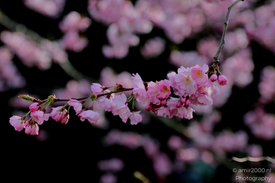 Pink_blossoms_of_the_iconic_ornamental_cherry_trees_Flower_Photography_Macro_Photography_Canon_EOS_R5_Mark_II_2025_003.JPG
