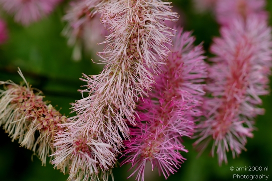 Pink_bottlebrush_catkins_on_Sanguisorba_burnet_Flower_Photography_Macro_Photography_Canon_EOS_R5_Mark_II_2025_001.JPG