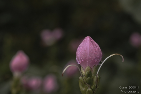 Pink buds blooming amidst soft green background in Flower Photography. . - image from year 2025 #001