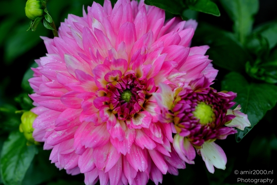 Pink_dahlia_blooms_and_center_detail_Flower_Photography_Macro_Photography_Canon_EOS_R5_Mark_II_2025_001.JPG