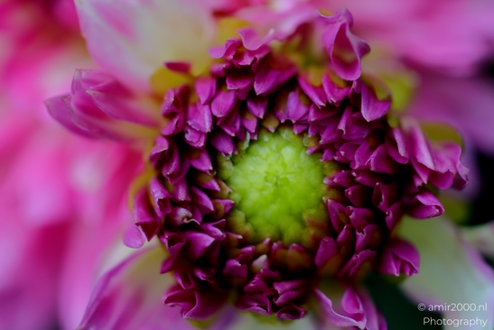 Pink_dahlia_blooms_and_center_detail_Flower_Photography_Macro_Photography_Canon_EOS_R5_Mark_II_2025_002.JPG