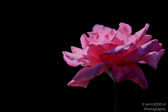 Pink_garden_rose_black_background_Flower_Photography_Macro_Photography_Canon_EOS_R5_Mark_II_2025_001.JPG