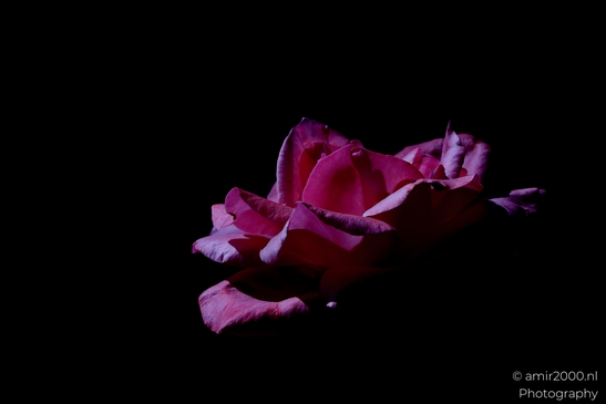 Pink_garden_rose_black_background_Flower_Photography_Macro_Photography_Canon_EOS_R5_Mark_II_2025_002.JPG