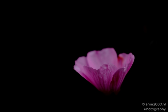 Pink_mallow_Malva_petals_against_black_Flower_Photography_Macro_Photography_Canon_EOS_R5_Mark_II_2025_001.JPG
