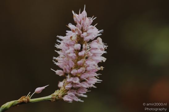 Pink_smartened_Pericardia_blossom_spike_with_fine_stamens_Flower_Photography_macro_Photography_Canon_EOS_R5_Mark_II_2025_001.JPG