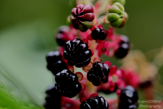 Pokeweed_Phytolacca_americana_glossy_black_berries_Flower_Photography_Macro_Photography_Canon_EOS_R5_Mark_II_2025_001.JPG