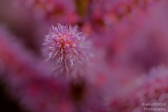 Ptilotus_exaltatus_Mulla_Mulla_Spikes_Flower_Photography_Macro_Photography_Canon_EOS_R5_Mark_II_2025_001.JPG