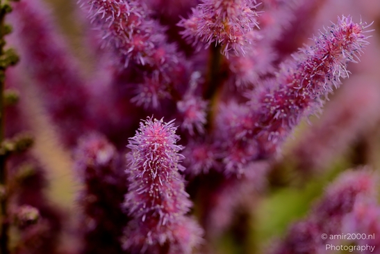 Ptilotus_exaltatus_Mulla_Mulla_Spikes_Flower_Photography_Macro_Photography_Canon_EOS_R5_Mark_II_2025_002.JPG