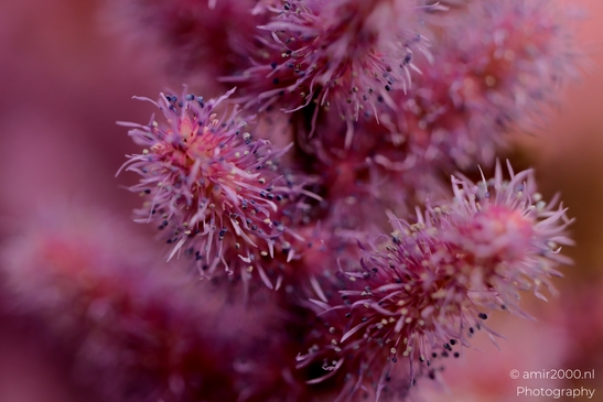 Ptilotus_exaltatus_Mulla_Mulla_Spikes_Flower_Photography_Macro_Photography_Canon_EOS_R5_Mark_II_2025_004.JPG