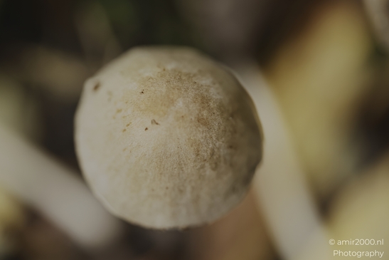 Puffball_fungus_cap_texture_in_shallow_focus_Mycography_macro_Photography_Canon_EOS_R5_Mark_II_2025_001.JPG