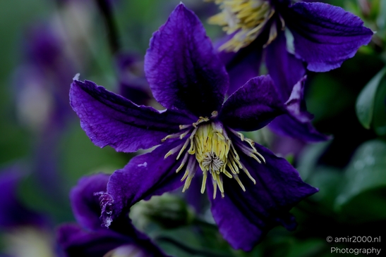 Purple_Clematis_Bloom_Flower_Photography_Macro_Photography_Canon_EOS_R5_Mark_II_2025_001.JPG