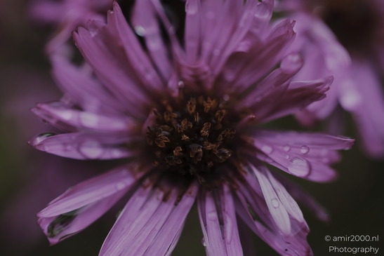 Purple_Daisy_With_Dew_Drops_Botany_And_Entomology_Flower_Photography_macro_Photography_Canon_EOS_R5_Mark_II_2025_002.JPG