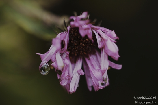 Purple_Daisy_With_Dew_Drops_Botany_And_Entomology_Flower_Photography_macro_Photography_Canon_EOS_R5_Mark_II_2025_003.JPG