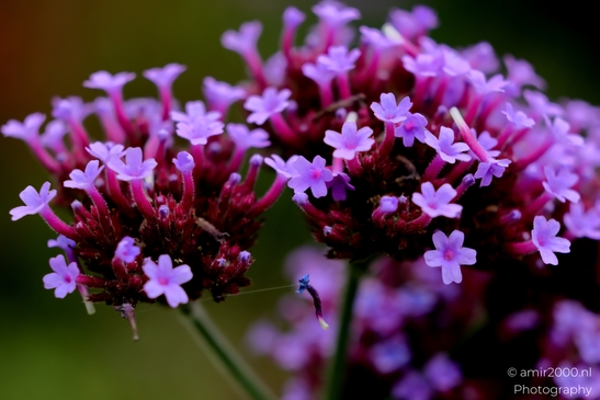 Purple_Flowers_In_Bloom_Flower_Photography_Macro_Photography_Canon_EOS_R5_Mark_II_2025_001.JPG