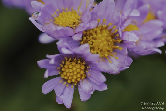 Purple_aster_blossoms_with_yellow_centers_and_dew_drops_Flower_Photography_macro_Photography_Canon_EOS_R5_Mark_II_2025_001.JPG