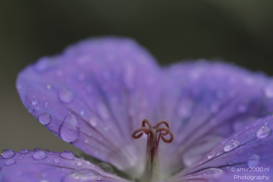 A close-up of a purple cranesbill flower, adorned with raindrops and showcasing its delicate - image from year 2025 #001