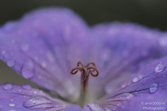 A close-up of a vibrant purple cranesbill flower adorned with raindrops and its intricate veins - image from year 2025 #002