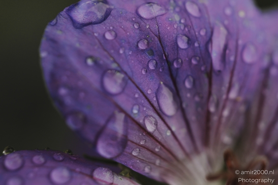 Purple cranesbill petals glisten with raindrops, revealing intricate vein patterns in this - image from year 2025 #003