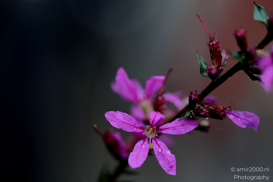 Purple_loosestrife_in_bloom_Flower_Photography_Macro_Photography_Canon_EOS_R5_Mark_II_2025_001.JPG