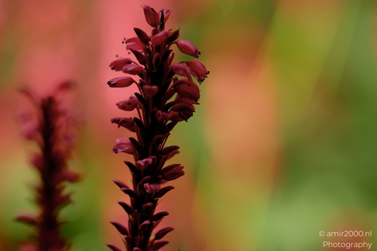 Red_Persicaria_Amplexicaulis_Spike_Flower_Photography_Macro_Photography_Canon_EOS_R5_Mark_II_2025_001.JPG