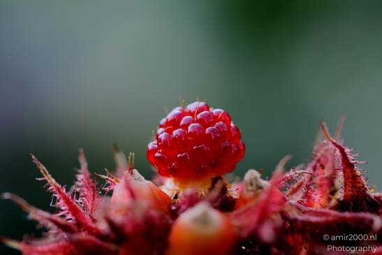 Red_Raspberry_Close_Up_Flower_Photography_Macro_Photography_Canon_EOS_R5_Mark_II_2025_001.JPG