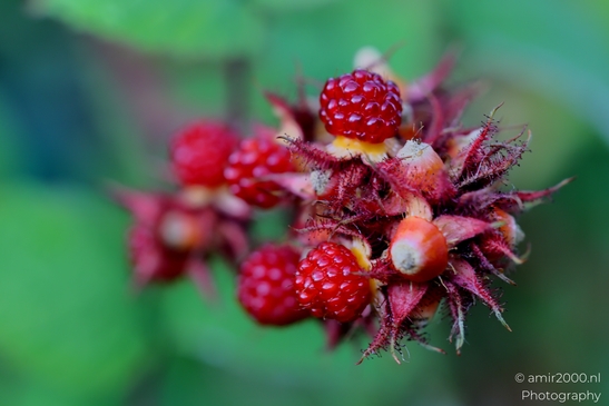 Red_Raspberry_Close_Up_Flower_Photography_Macro_Photography_Canon_EOS_R5_Mark_II_2025_002.JPG