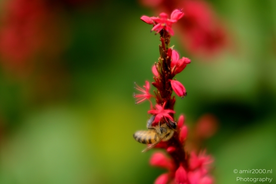 Red_bistort_Persicaria_spike_with_honey_bee_Flower_Photography_Macro_Photography_Canon_EOS_R5_Mark_II_2025_001.JPG