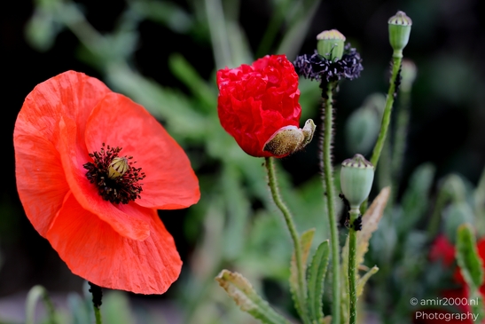 Red_poppies_Papaver_rhoeas_Flower_Photography_Macro_Photography_Canon_EOS_R5_Mark_II_2025_001.JPG
