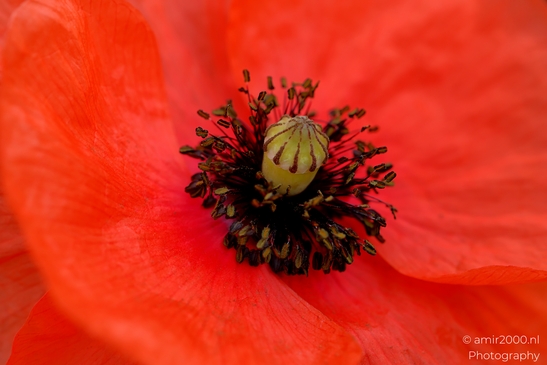 Red_poppies_Papaver_rhoeas_Flower_Photography_Macro_Photography_Canon_EOS_R5_Mark_II_2025_002.JPG