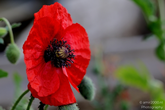 Red_poppies_Papaver_rhoeas_Flower_Photography_Macro_Photography_Canon_EOS_R5_Mark_II_2025_003.JPG