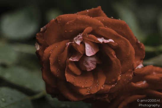 A vibrant red rose with a satin texture and deep shadows, captured in flower photography. . - image from year 2025 #001