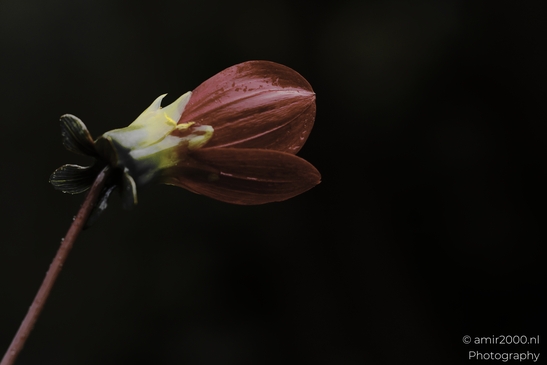 Red unopened blossom on slender stem against dark background in Flower Photography. . - image from year 2025 #001
