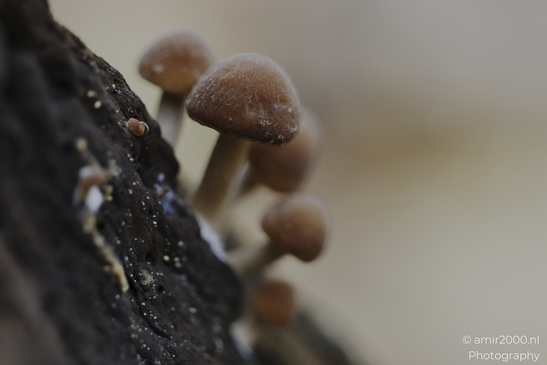 Close-up view of reddish-brown mushrooms with frosted caps growing on dark decaying organic - image from year 2025 #001