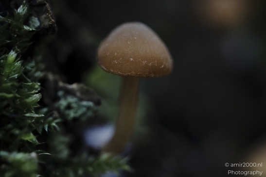 A closeup of a small mushroom with frosty cap on dead plant material. - image from year 2025 #003