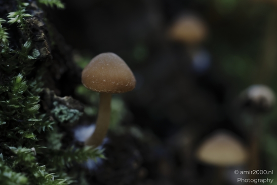 A closeup of small mushrooms with frosted caps on a dark forest floor. - image from year 2025 #004