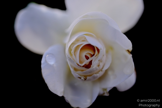Rose_at_the_park_Macro_Photography_Macro_Photography_Canon_EOS_R5_Mark_II_2025_002.JPG