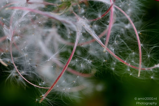 Rosebay_willowherb_silky_seed_heads_Flower_Photography_Macro_Photography_Canon_EOS_R5_Mark_II_2025_001.JPG