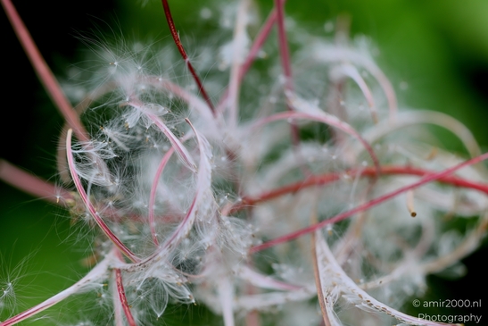 Rosebay_willowherb_silky_seed_heads_Flower_Photography_Macro_Photography_Canon_EOS_R5_Mark_II_2025_002.JPG