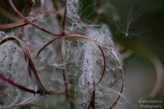 Rosebay_willowherb_silky_seed_heads_Flower_Photography_Macro_Photography_Canon_EOS_R5_Mark_II_2025_003.JPG
