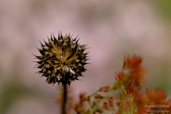 Scabiosa_dried_spherical_seed_head_with_spines_Flower_Photography_Macro_Photography_Canon_EOS_R5_Mark_II_2025_001.JPG