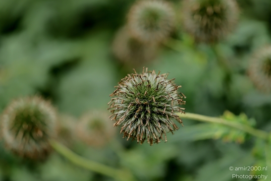 Seed_head_Flower_Photography_Macro_Photography_Canon_EOS_R5_Mark_II_2025_001.JPG