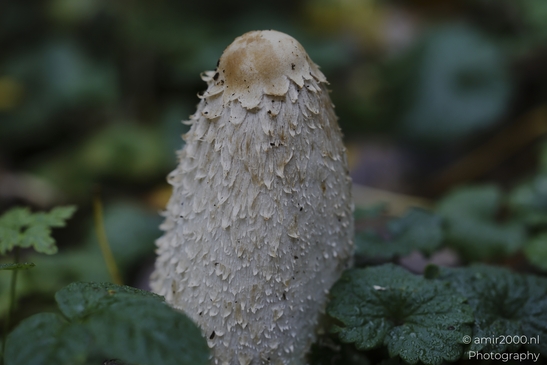Shaggy_ink_cap_mushrooms_Coprinus_comatus_in_leaf_litter_Mycography_macro_Photography_Canon_EOS_R5_Mark_II_2025_001.JPG