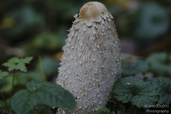 Shaggy_ink_cap_mushrooms_Coprinus_comatus_in_leaf_litter_Mycography_macro_Photography_Canon_EOS_R5_Mark_II_2025_002.JPG